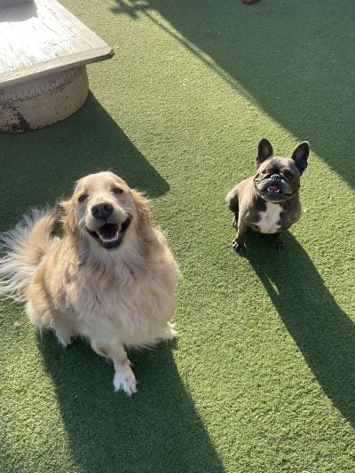 why put your pup in a santa monica dog daycare
