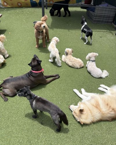 join animal kingdom sm at day of the dog festival