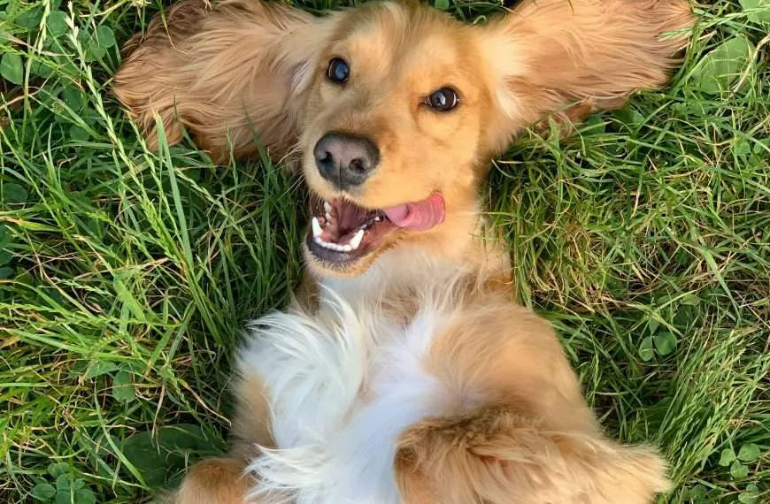 dogs first day at daycare checklist