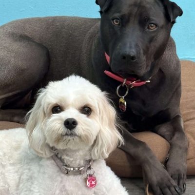 santa monica dog grooming why local is better