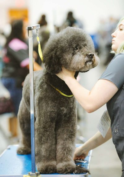 a brief history of dog grooming
