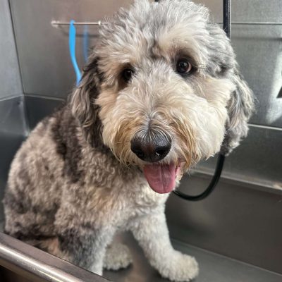 the importance of dog and cat grooming