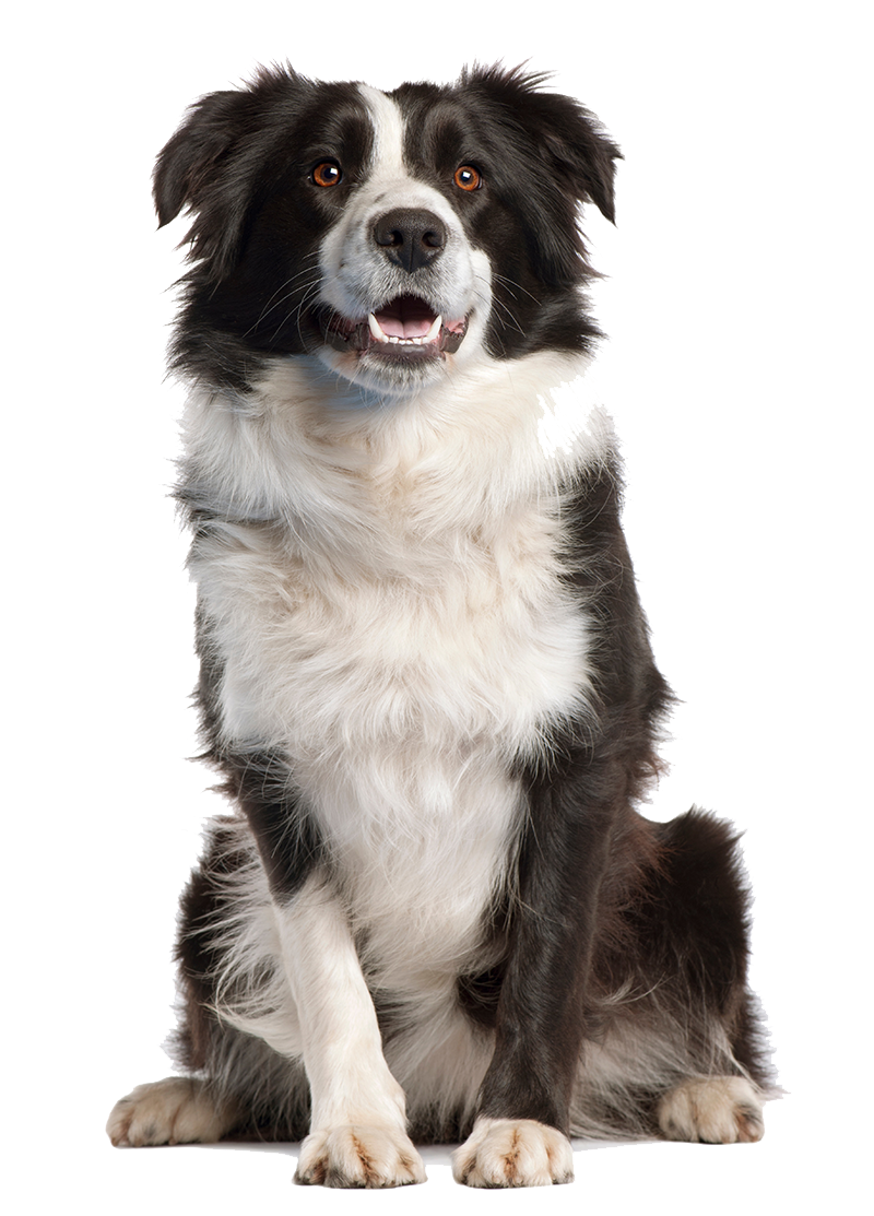 Pet Store, Pet Daycare & Grooming in Santa Monica