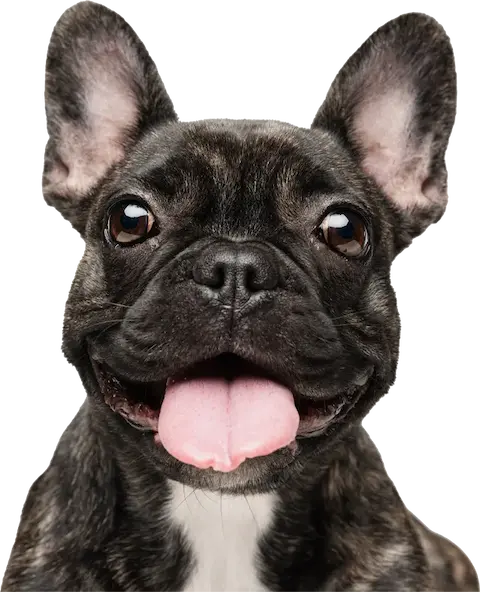 Pet Daycare & Grooming Santa Monica